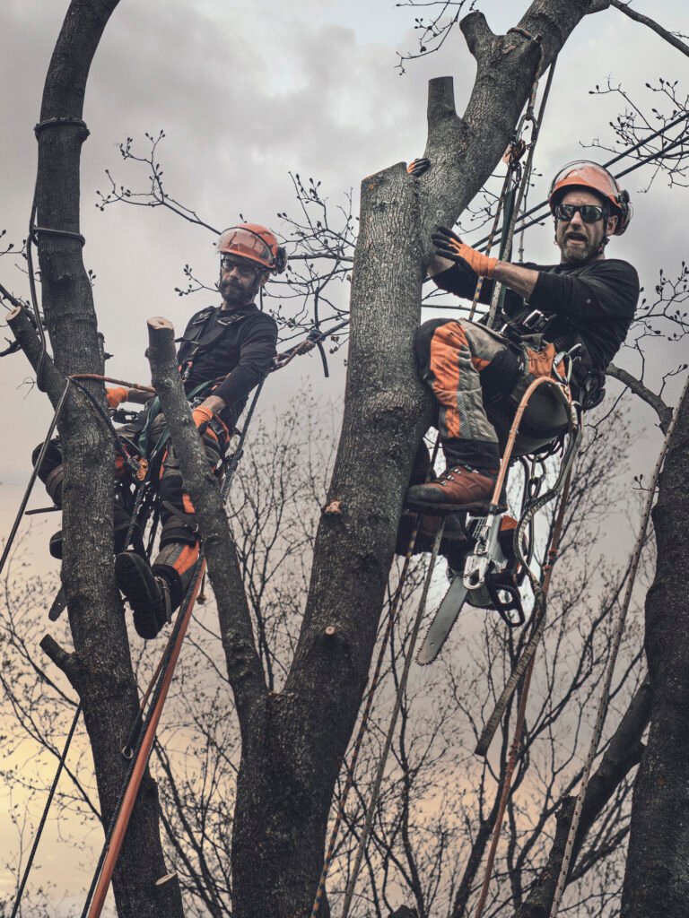 Baumpflege Team Böblingen Über Uns