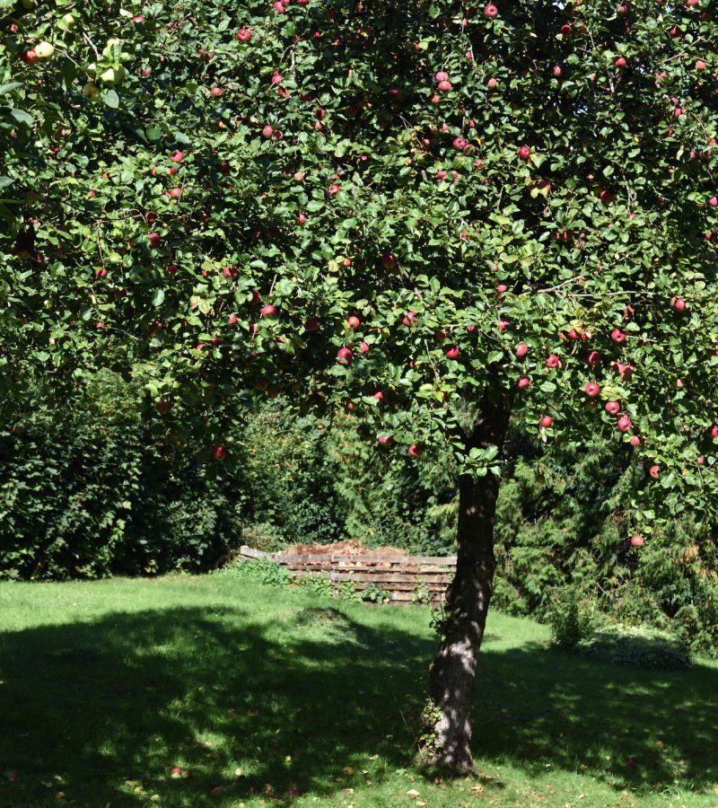 Obstbaumschnitt Baumpflege Böblingen